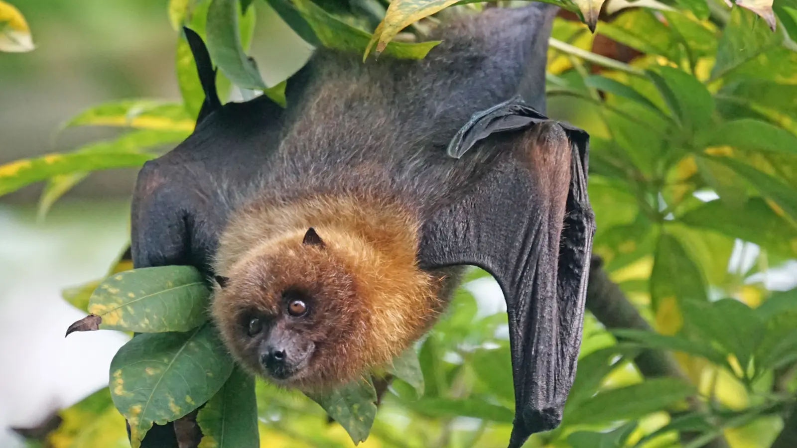 Bat Tests Positive for Rabies in Outagamie County