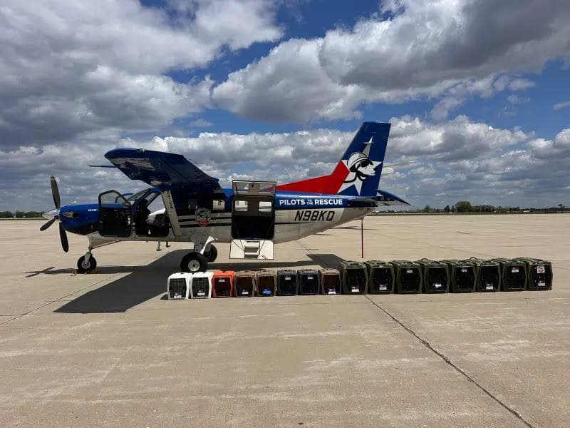 Rescued Ridglan Farms beagles catch flight out of Wisconsin