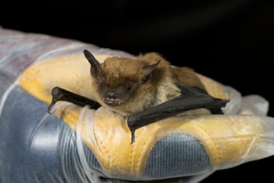 Wisconsin DNR says "Help the bats!"