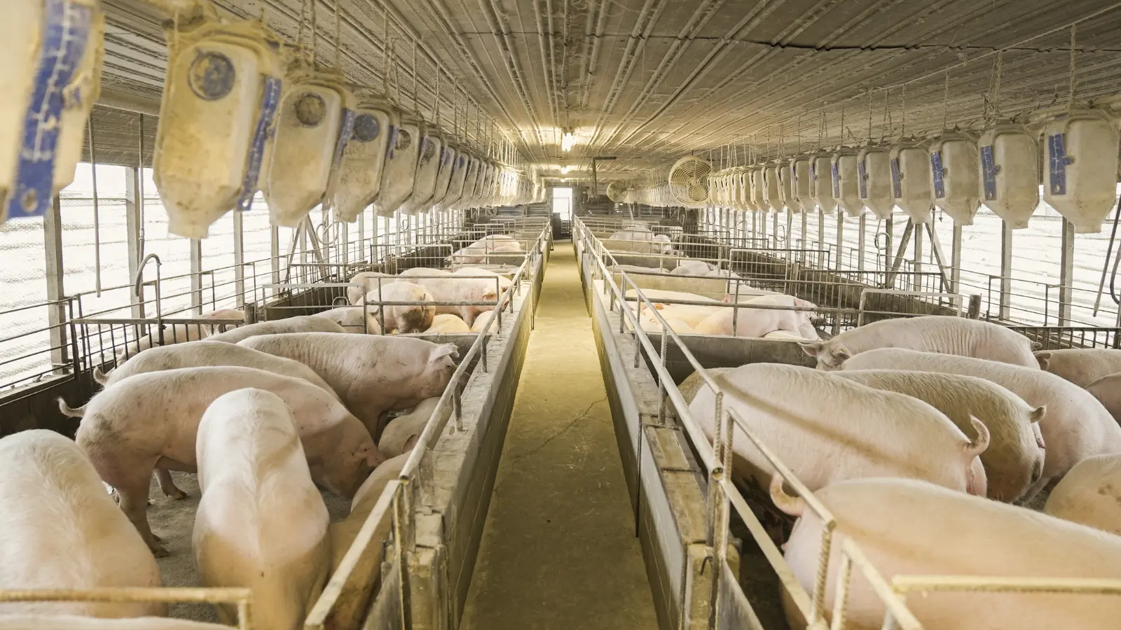 Restaurant chains called into question for meat-production sources