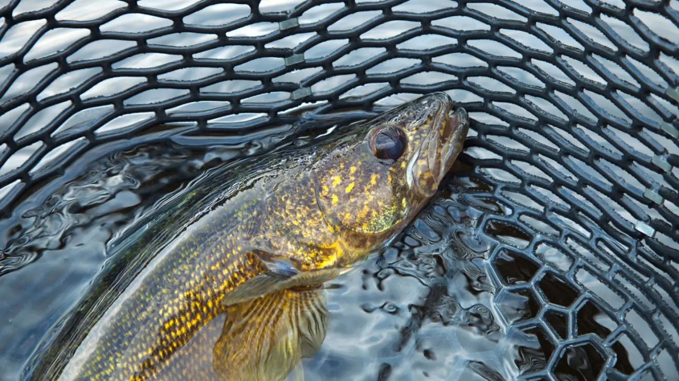 DNR publishes new fishing regulations for 2024-25 season