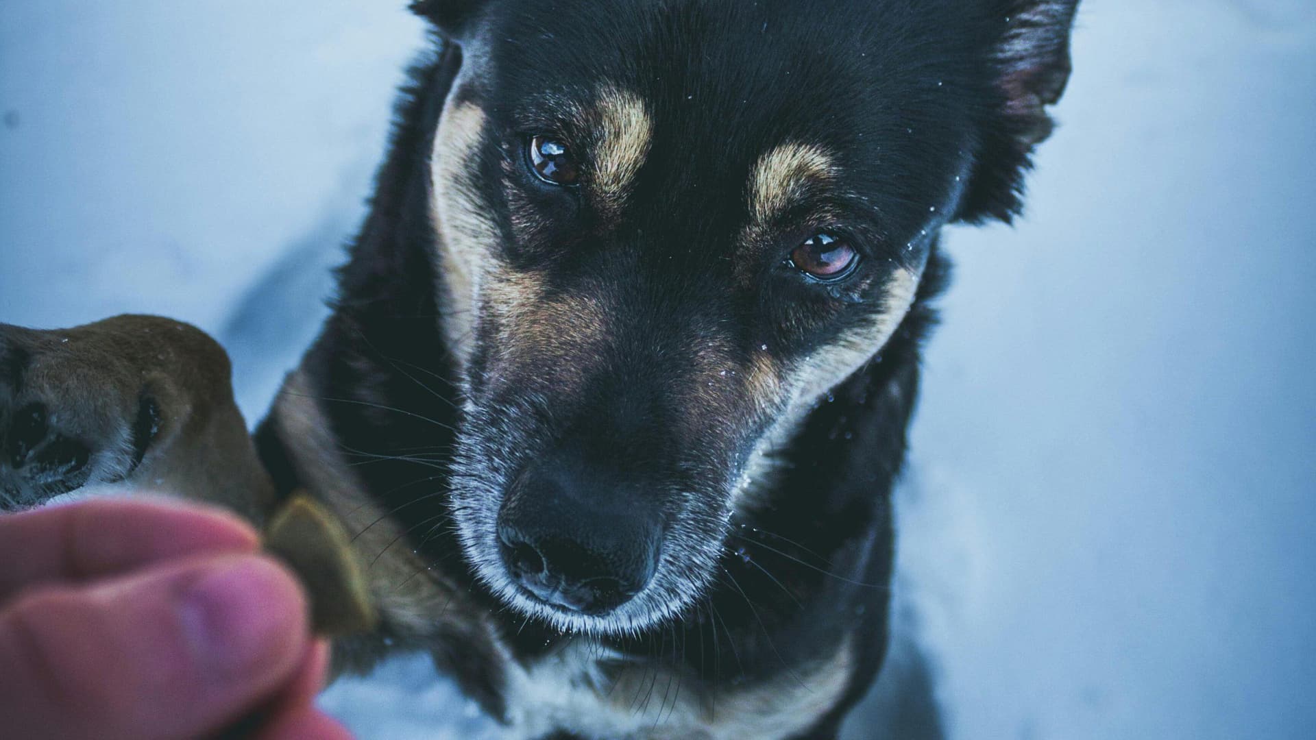 If You're Cold, Your Pets Are Too