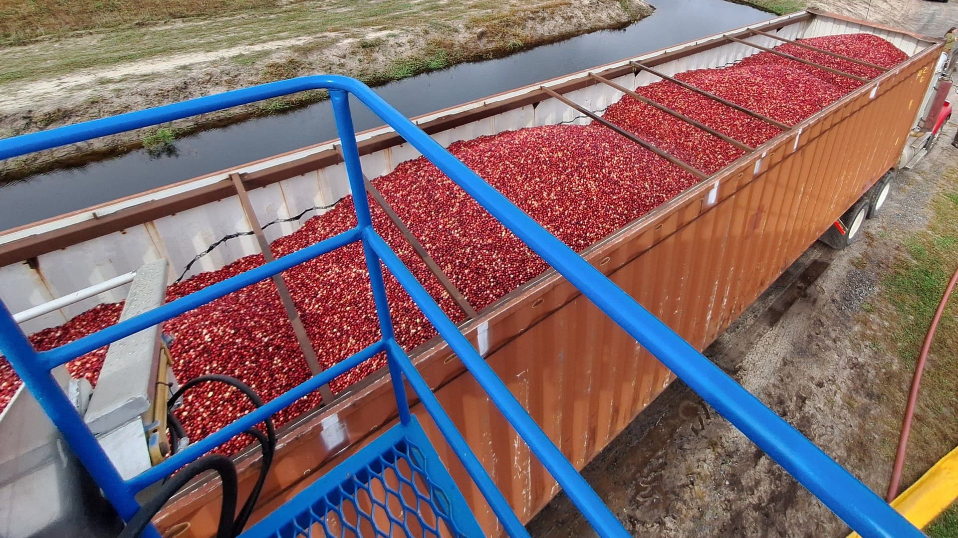 All you wanted to know about Wisconsin's cranberry harvest