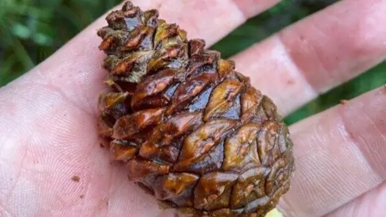 DNR Will Buy Bushels Of Red And White Pine Cones