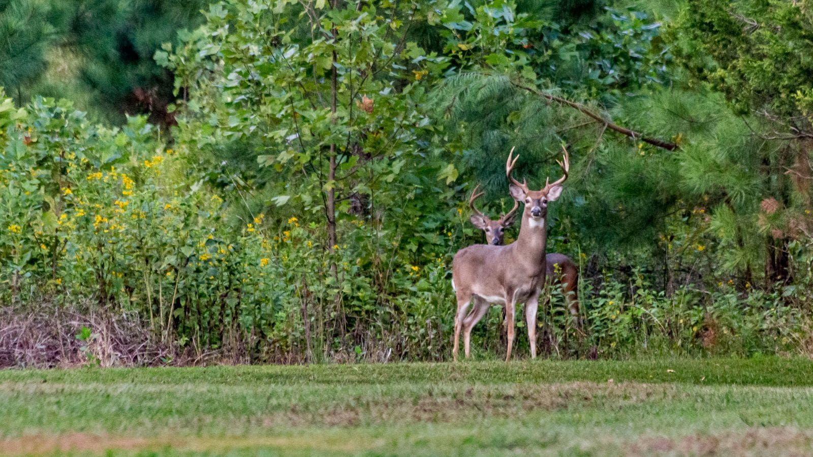 Michigan would allow hunters to kill ‘bonus’ buck under proposed pilot program