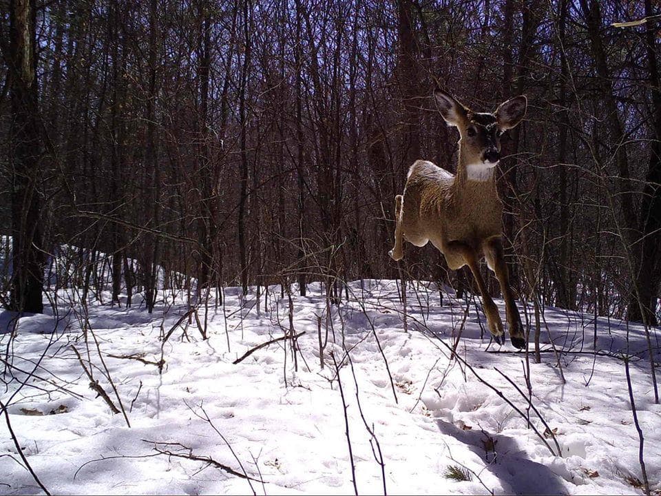 Holiday Hunt Another Opportunity for Gun Deer Hunters