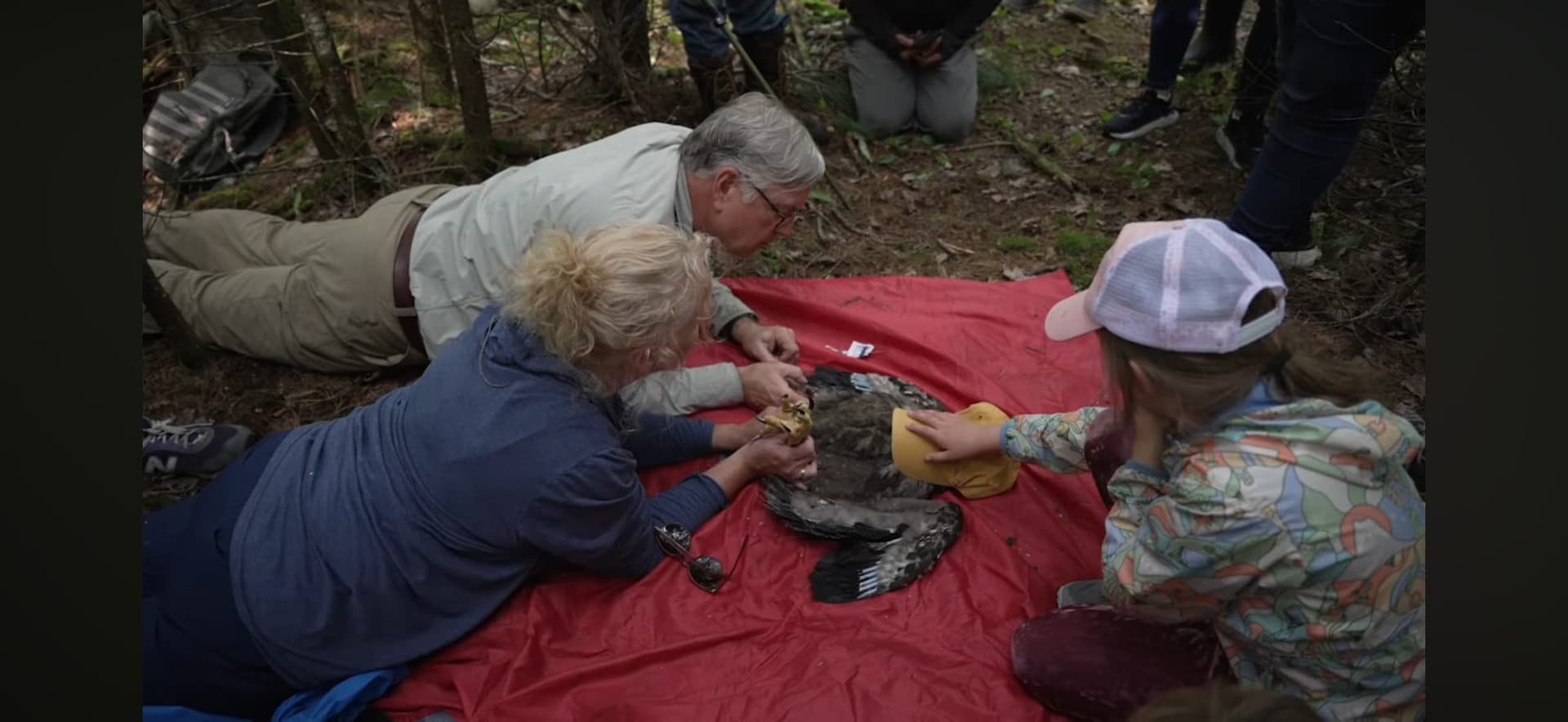 Michigan bald eagle success story faces new threats