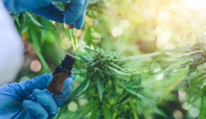 Starting a CBD Business: How To Enter the Industry