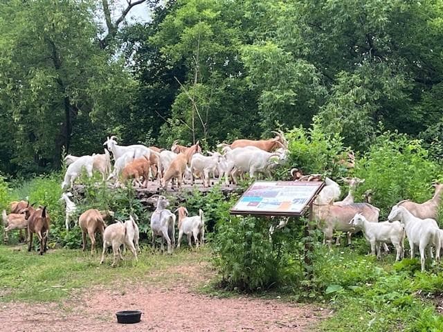 Goats return to Barker-Stewart Island