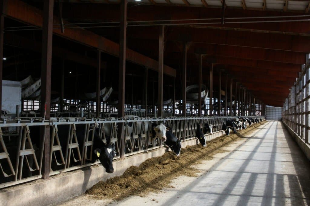 Report accuses corporate dairy of ‘greenwashing’