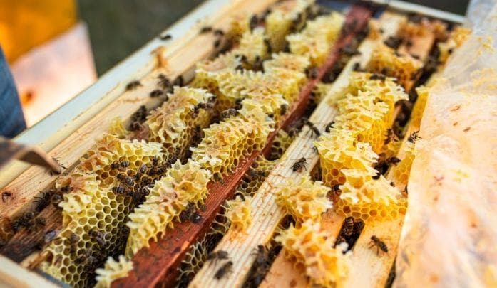 Bee Identification: The Most Important Types of Bees