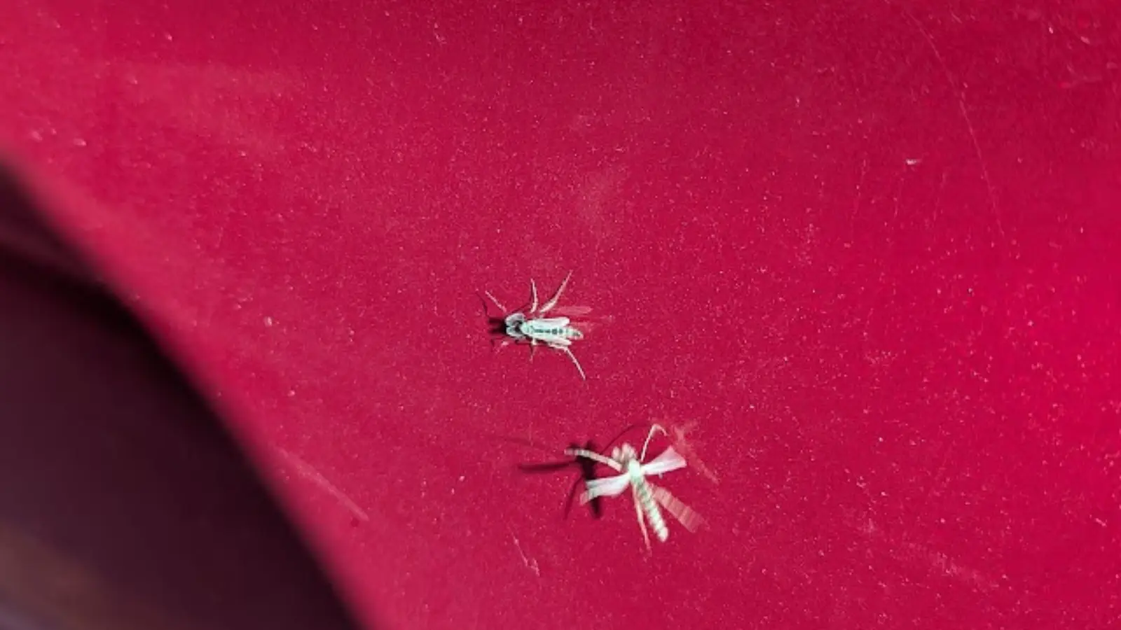Lake flies return to the shores of Winnebago