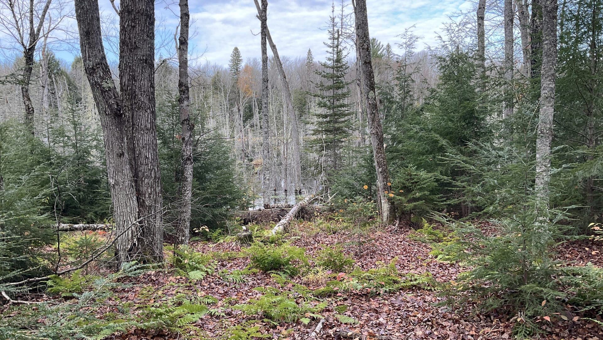 US plans to clear-cut in Michigan forest. Some fear for endangered species