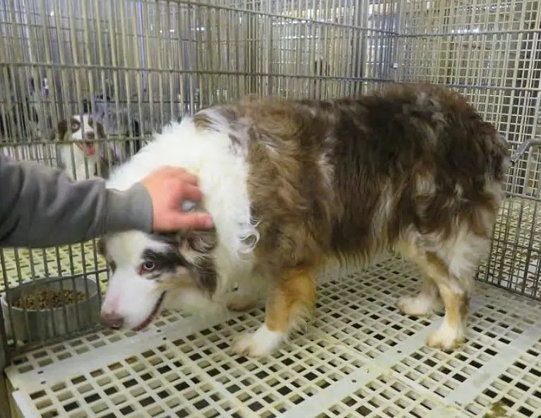 U.S. Department of Agriculture argues it’s not required to enforce Animal Welfare Act