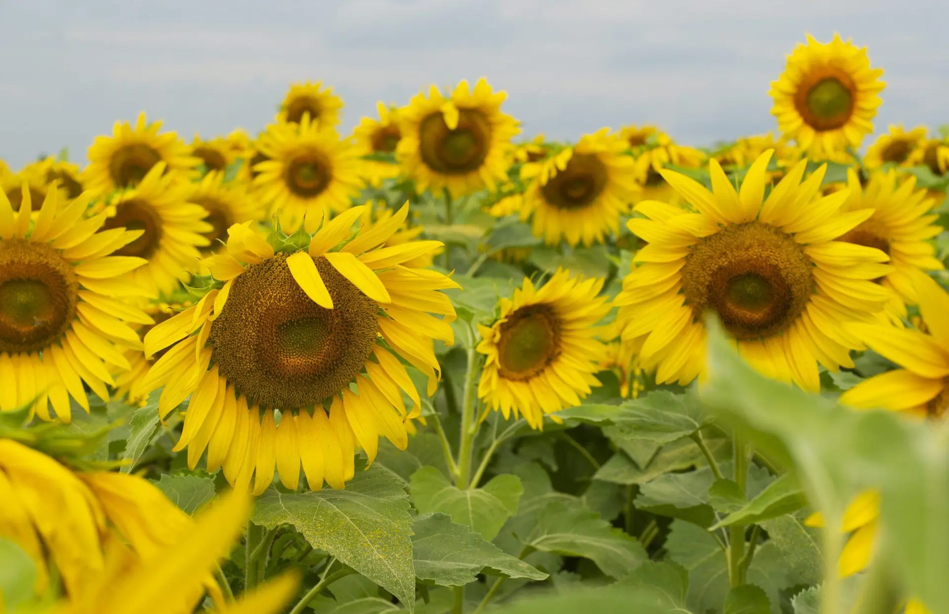 4 Sunflower Farms to Visit in Southeastern Wisconsin