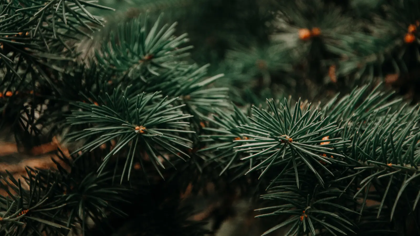 Christmas Cleanup: Racine's Tree Collection Runs January 6-17