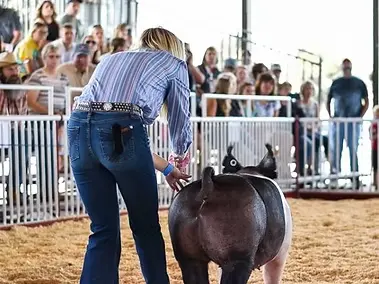 Bulls, Barrels and Derbies: Racine County Fair’s Weekend Schedule Set
