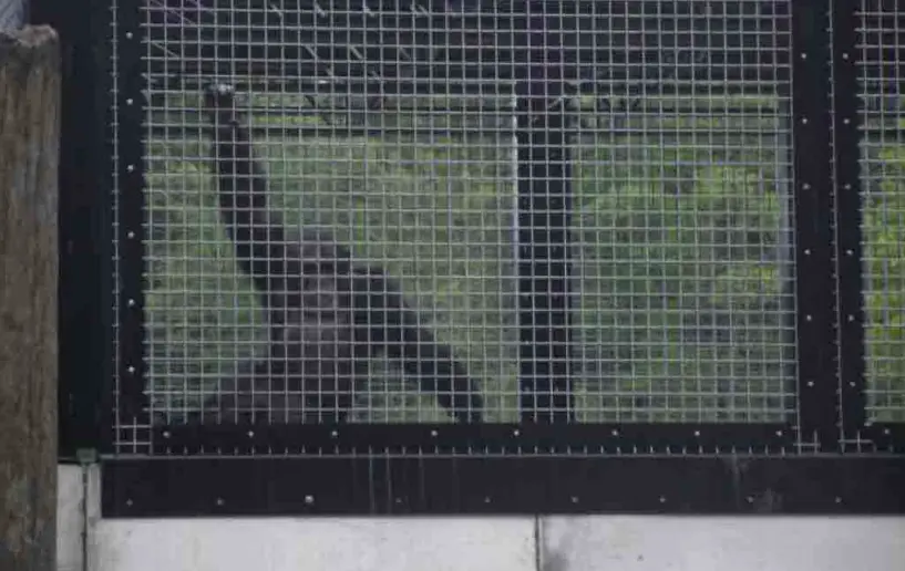 Michigan Supreme Court declines to hear habeas corpus case for chimpanzees in Upper Peninsula zoo
