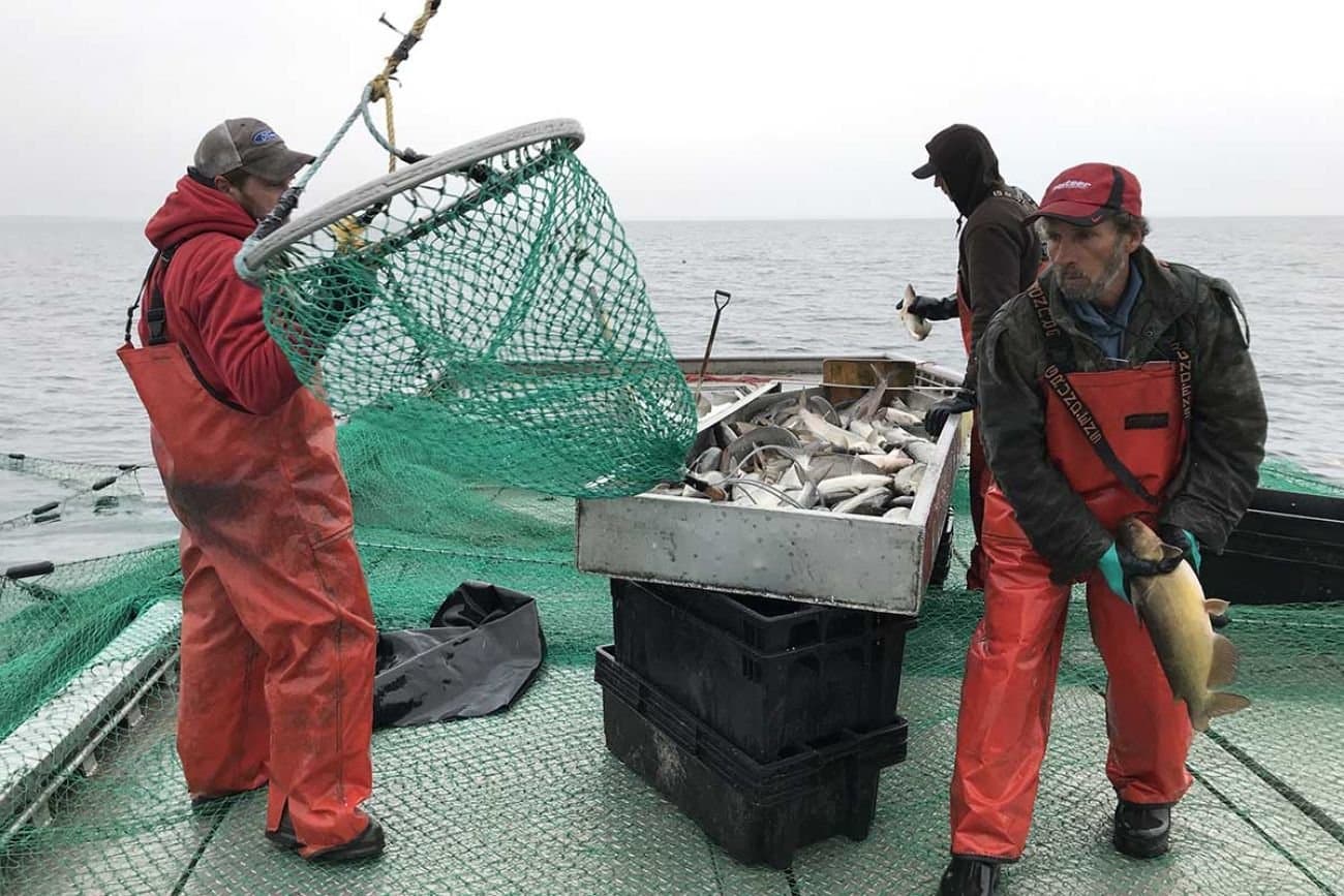 Whitefish waning. Should Michigan have commercial trout, walleye catches?