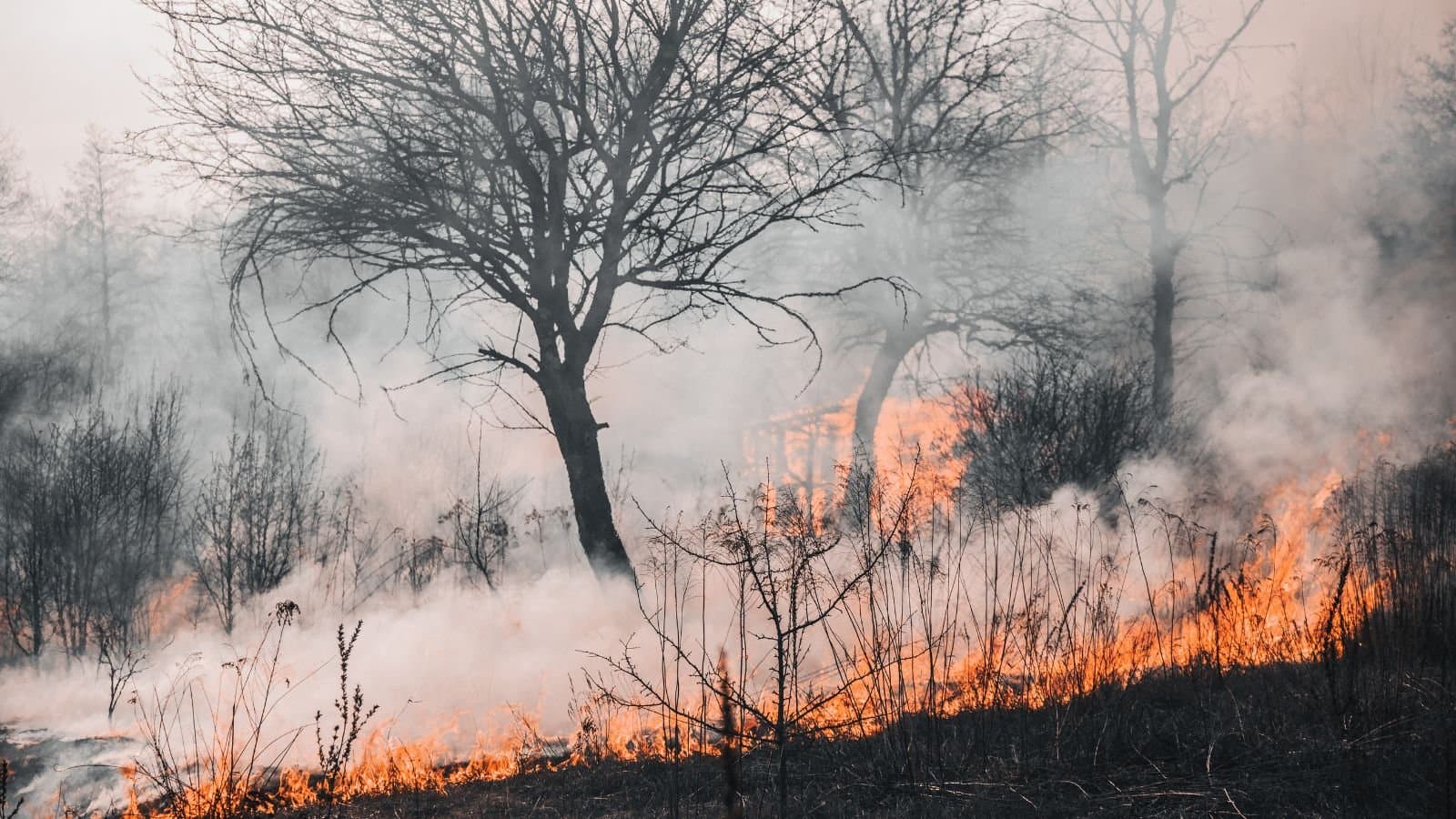 Grass Fire