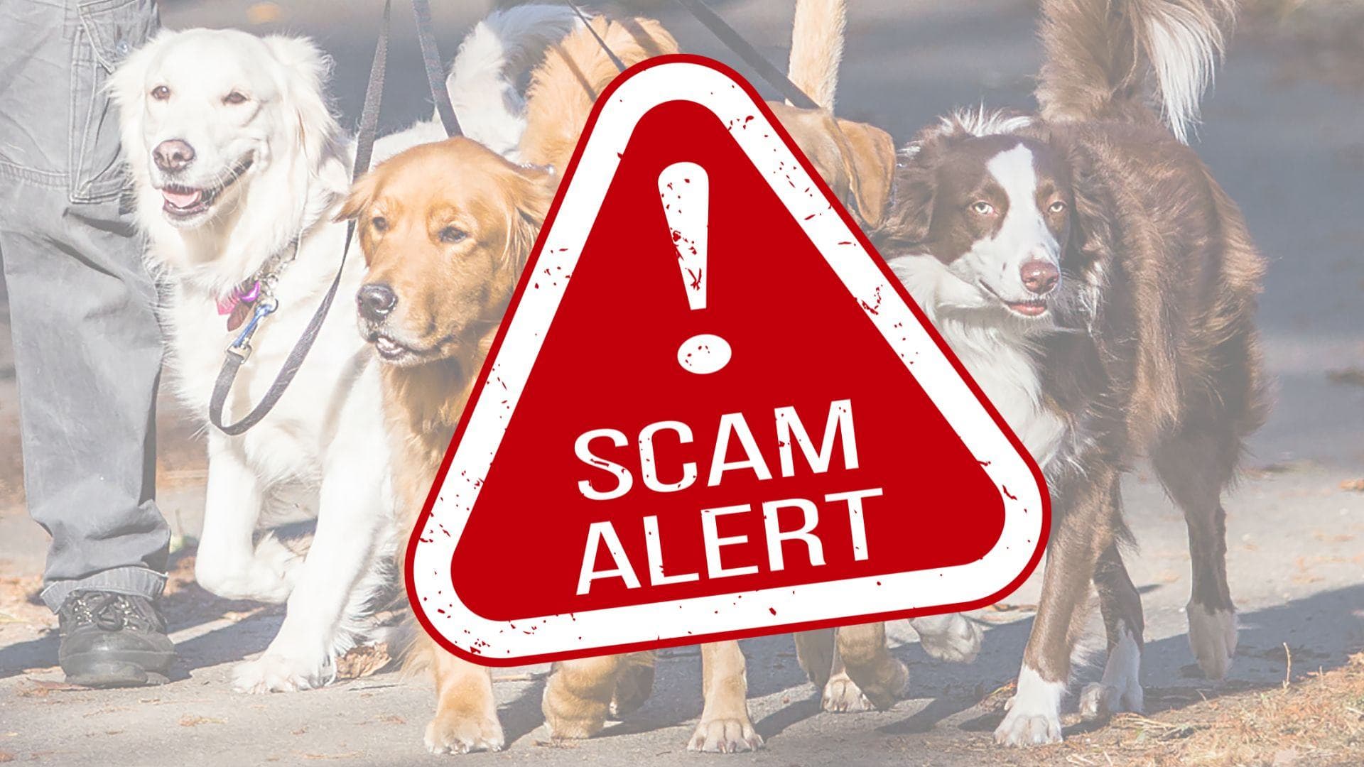 Popular dog breeds mean popular targets for scammers