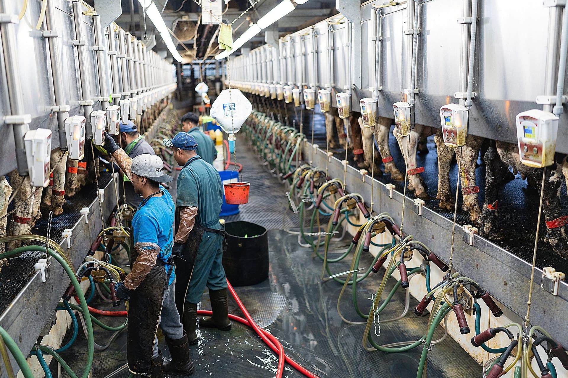 Wisconsin dairy farms could gain new hiring option under visa changes