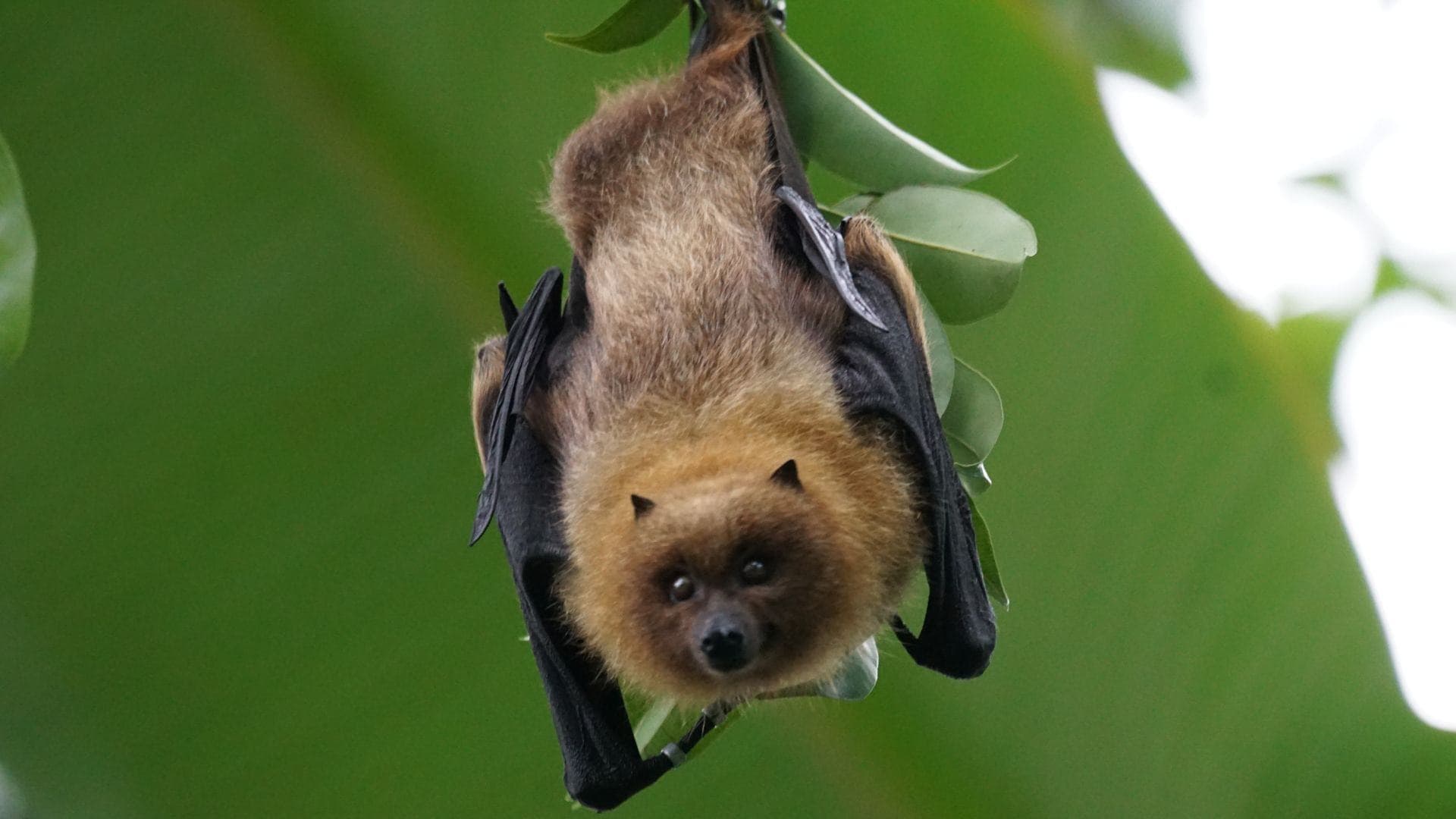 DNR offers steps to safeguard backyard bats