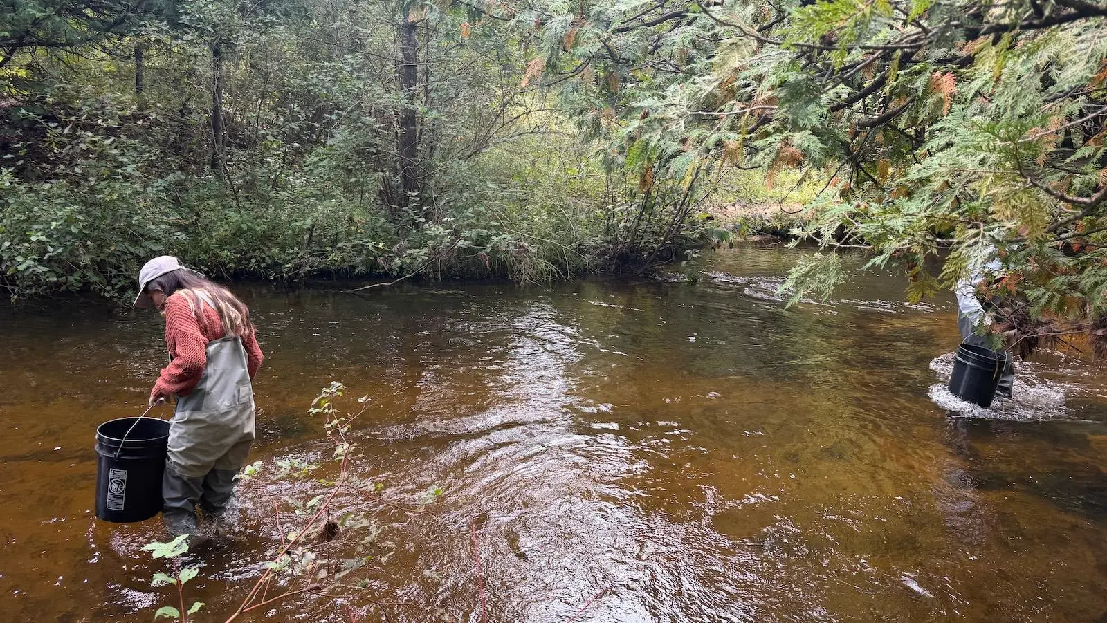 Year after reintroduction, no grayling seen in Michigan wild. Hope remains