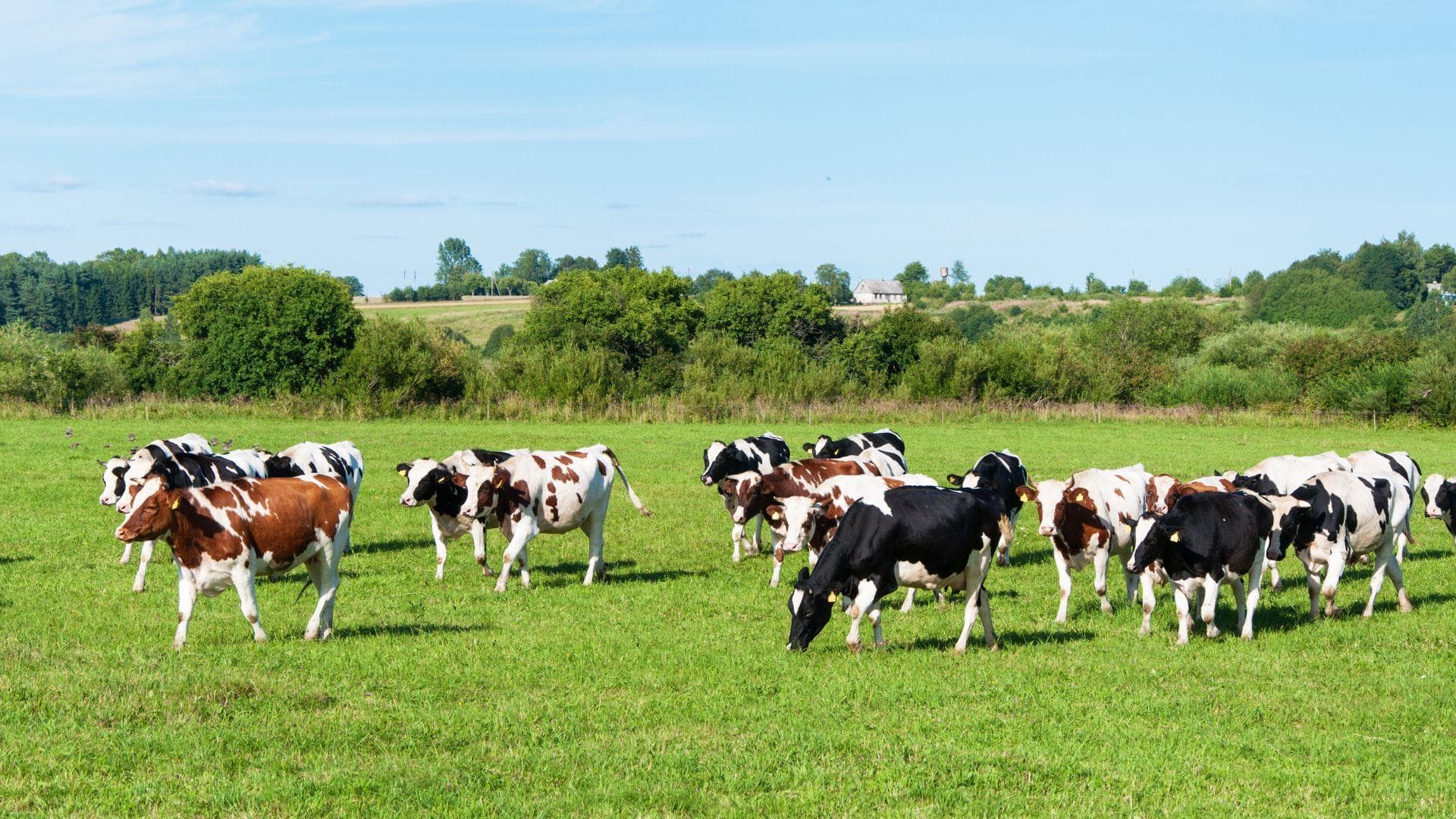 Non-lactating dairy cattle in Waukesha County tested positive for epizootic hemorrhagic disease