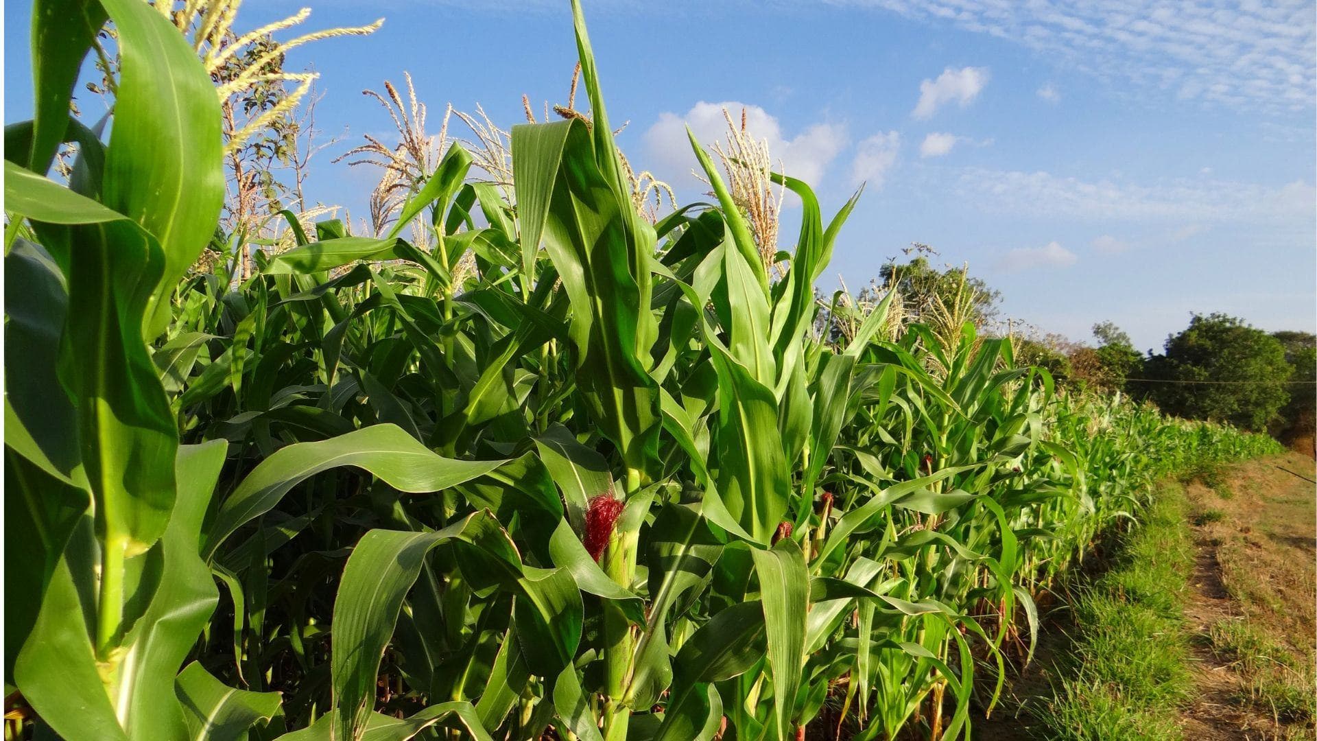 The Whitehouse announces an $8 billion Harvest Fuel Relief program to support American farmers facing market disruptions and rising input costs