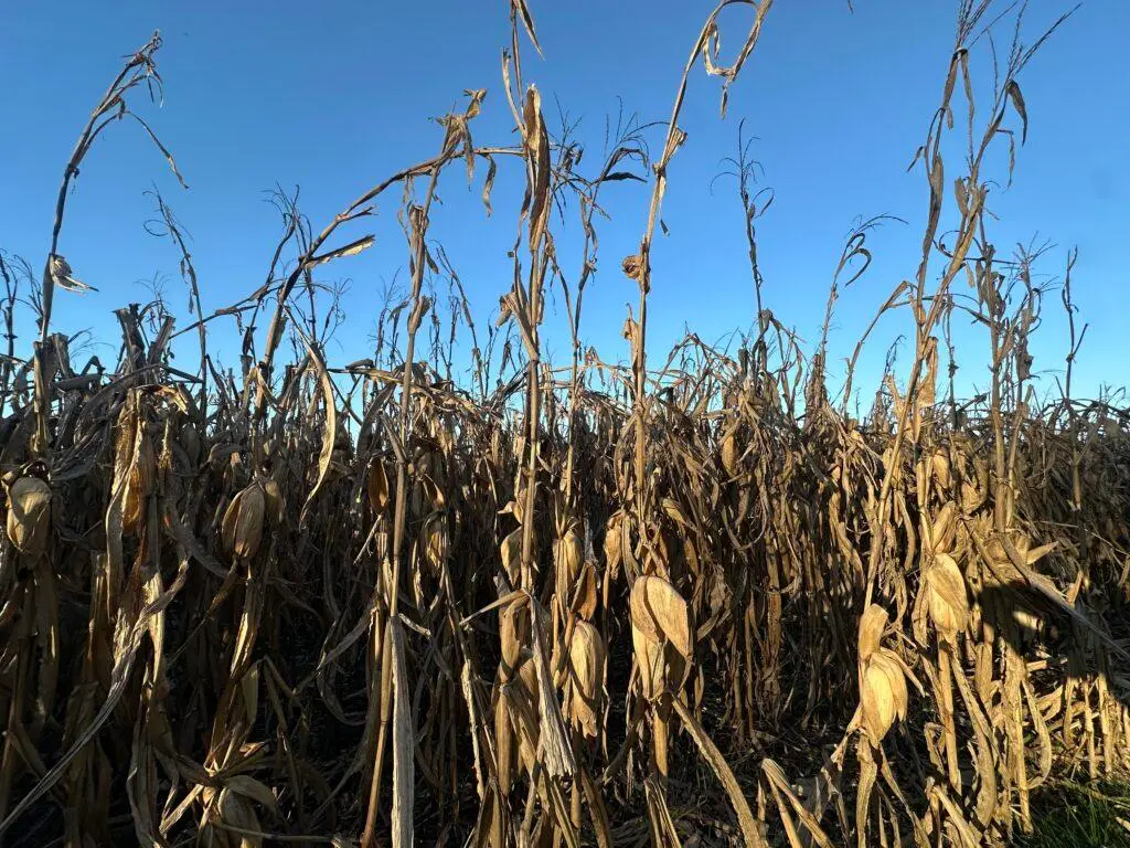 Nearly half of Iowa corn acres harvested