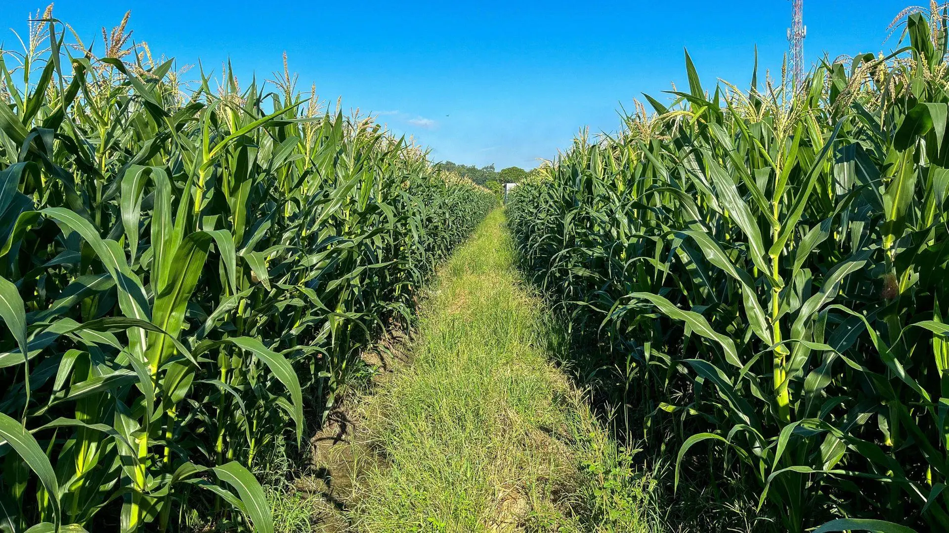 Wisconsin is the tenth largest exporter of agricultural products in the United States