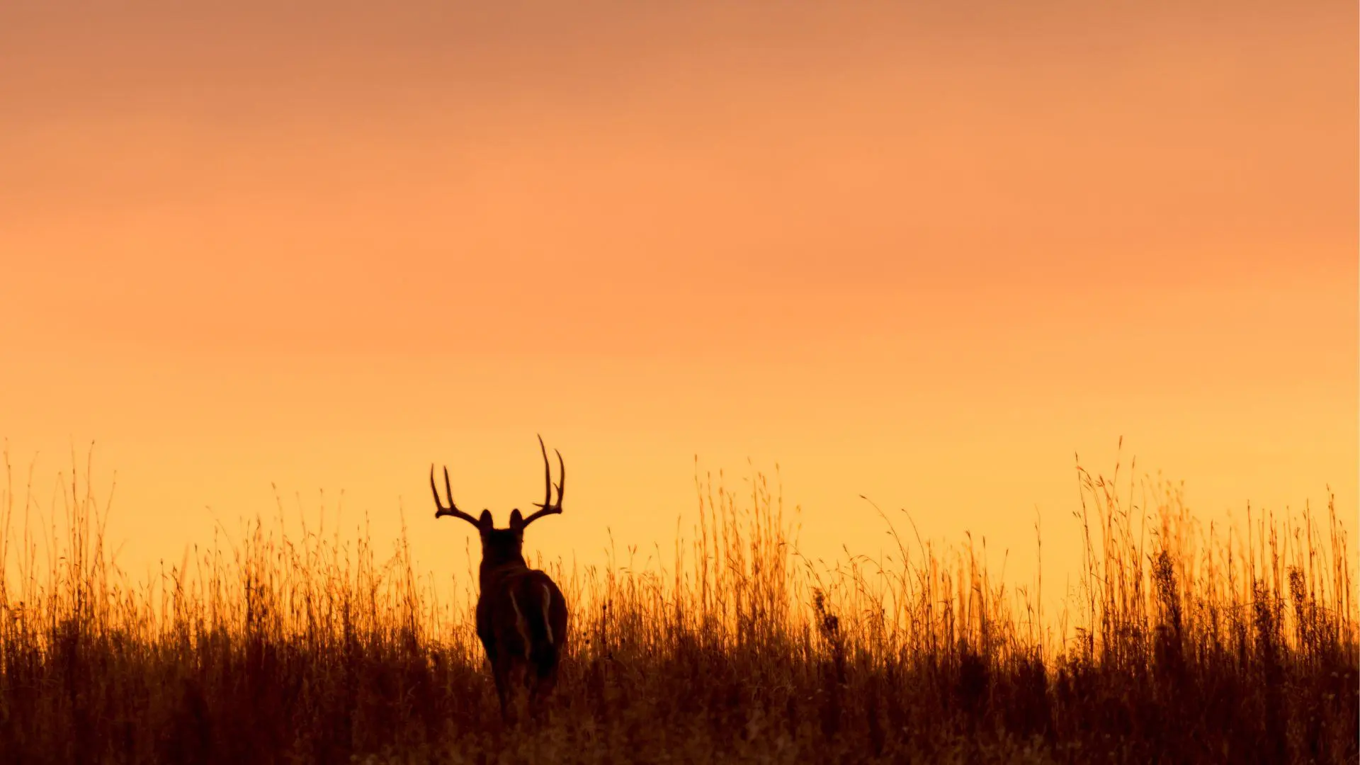 Wisconsin’s annual youth deer hunt takes place Saturday and Sunday, October 10-11