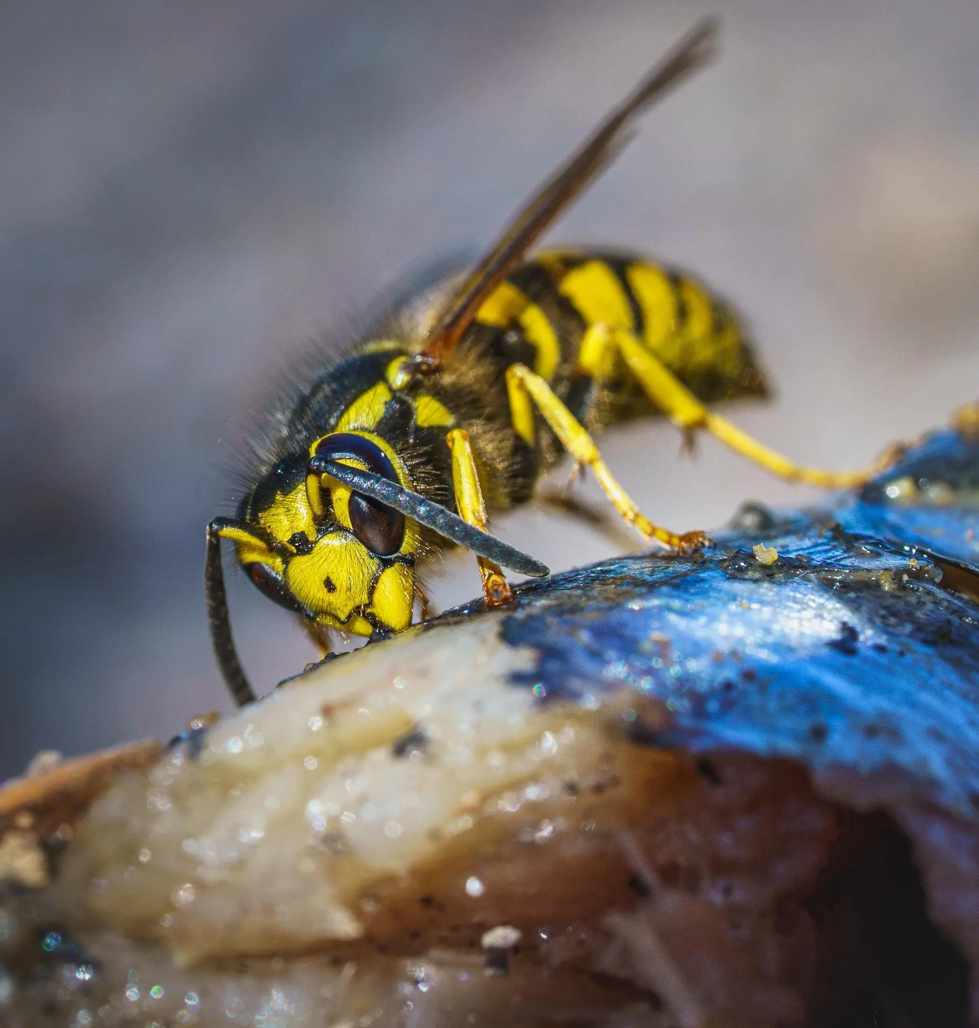 What’s all the buzz about yellowjackets this fall in Michigan?
