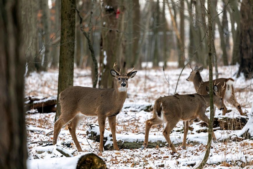 Michigan bill legalizing backyard deer feeding passes, but bans could remain