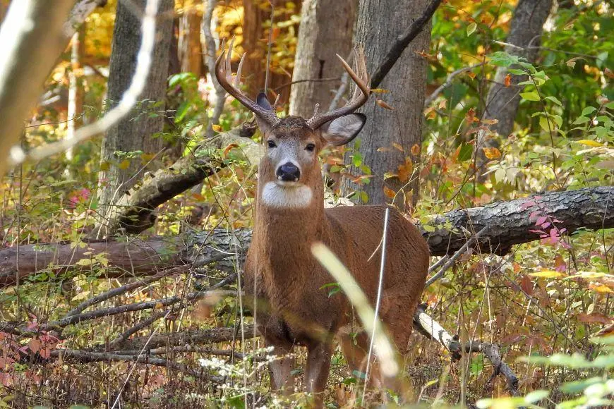 Wisconsin archery and crossbow deer seasons open Saturday