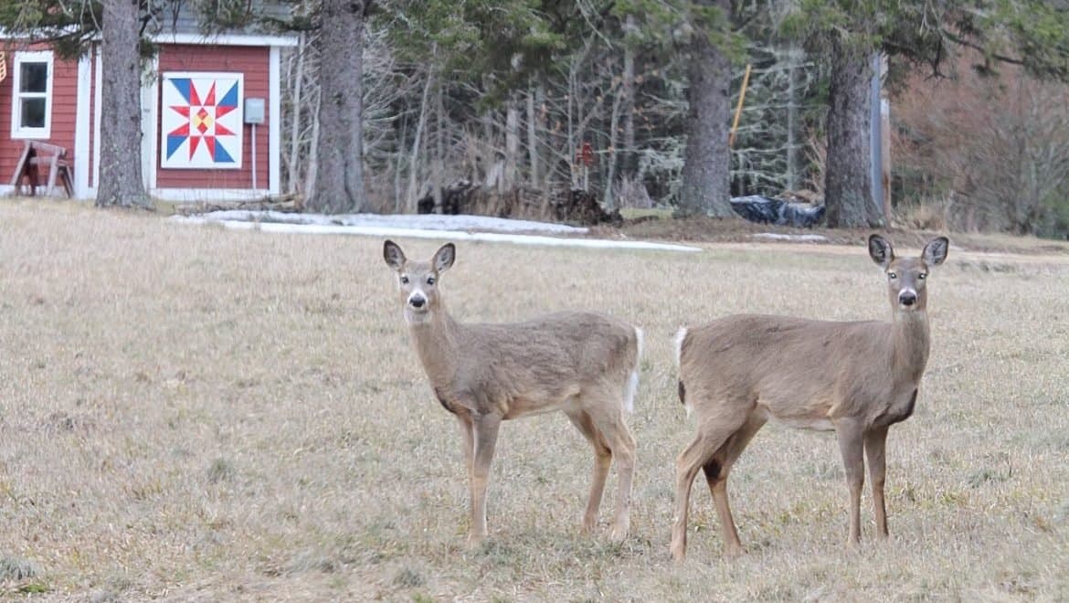 Stay alert on the road : deer crashes spike in late spring