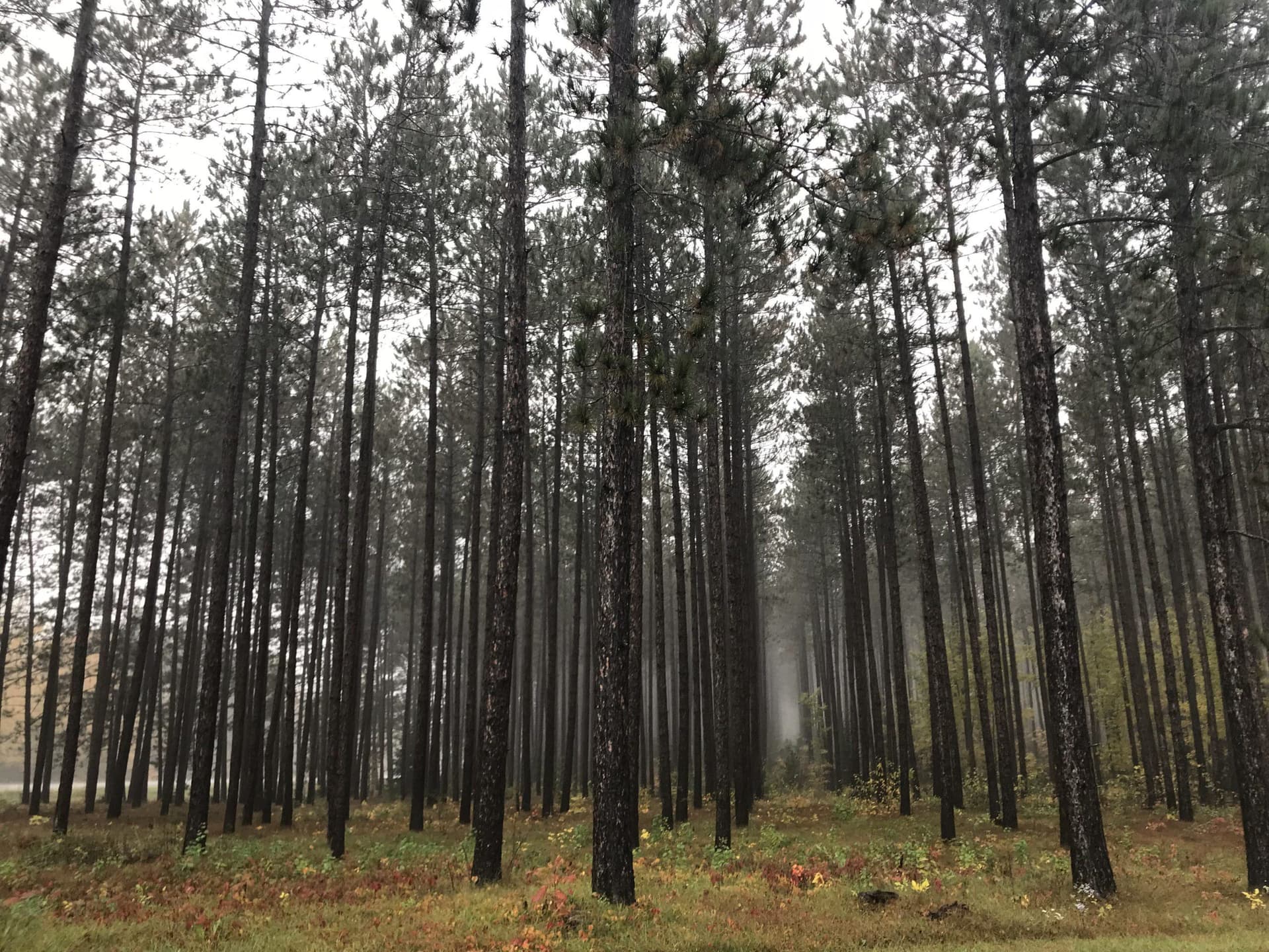 Lawmakers introduce bill to "revitalize" Northwoods forestry