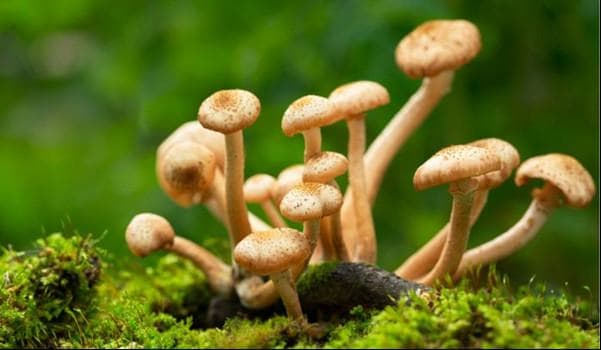 An Examination of Mushrooms in Folklore and Mythology