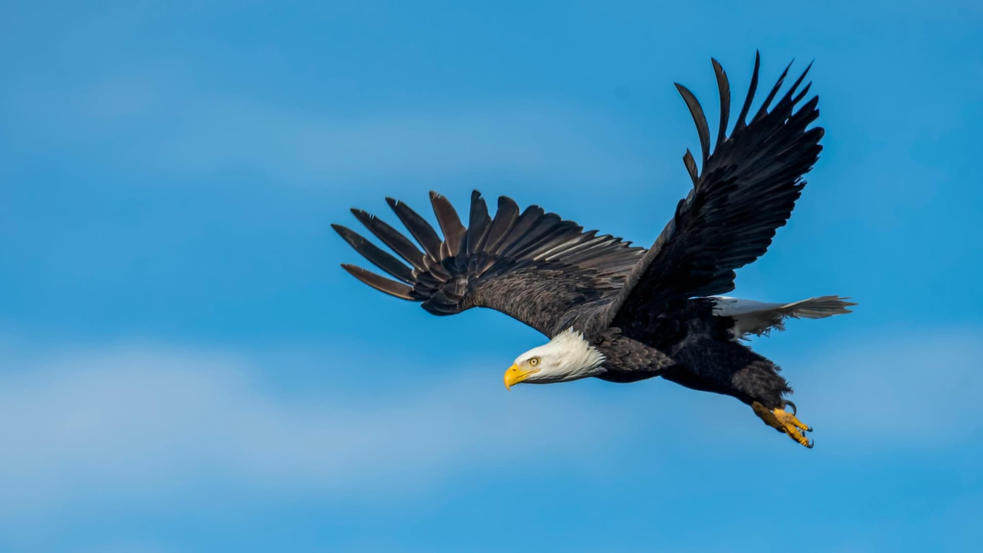 Show Your Love For Nature, Donate to Endangered Resources