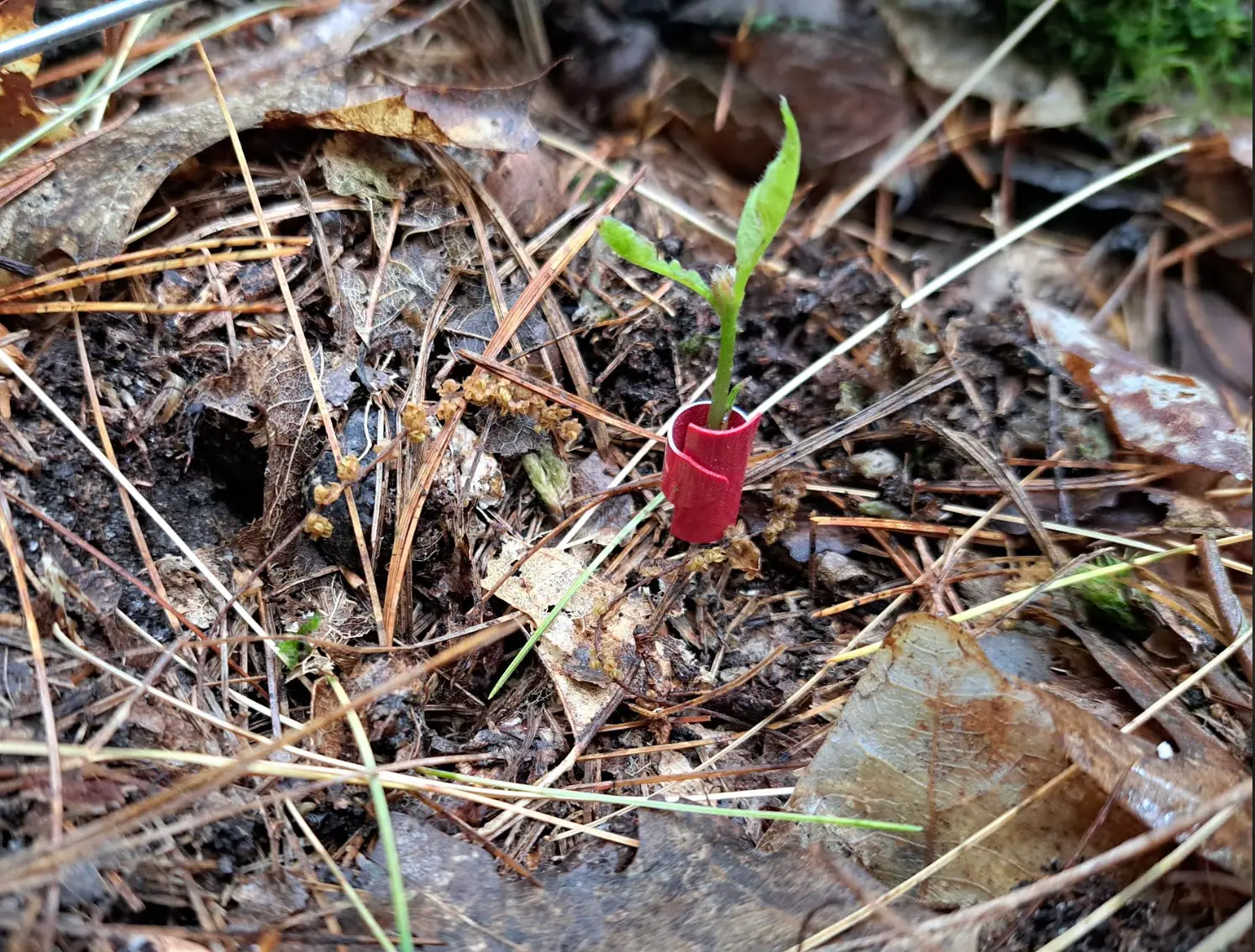 Seedling data shows Michigan forests under pressure from changing weather patterns, deer, disease