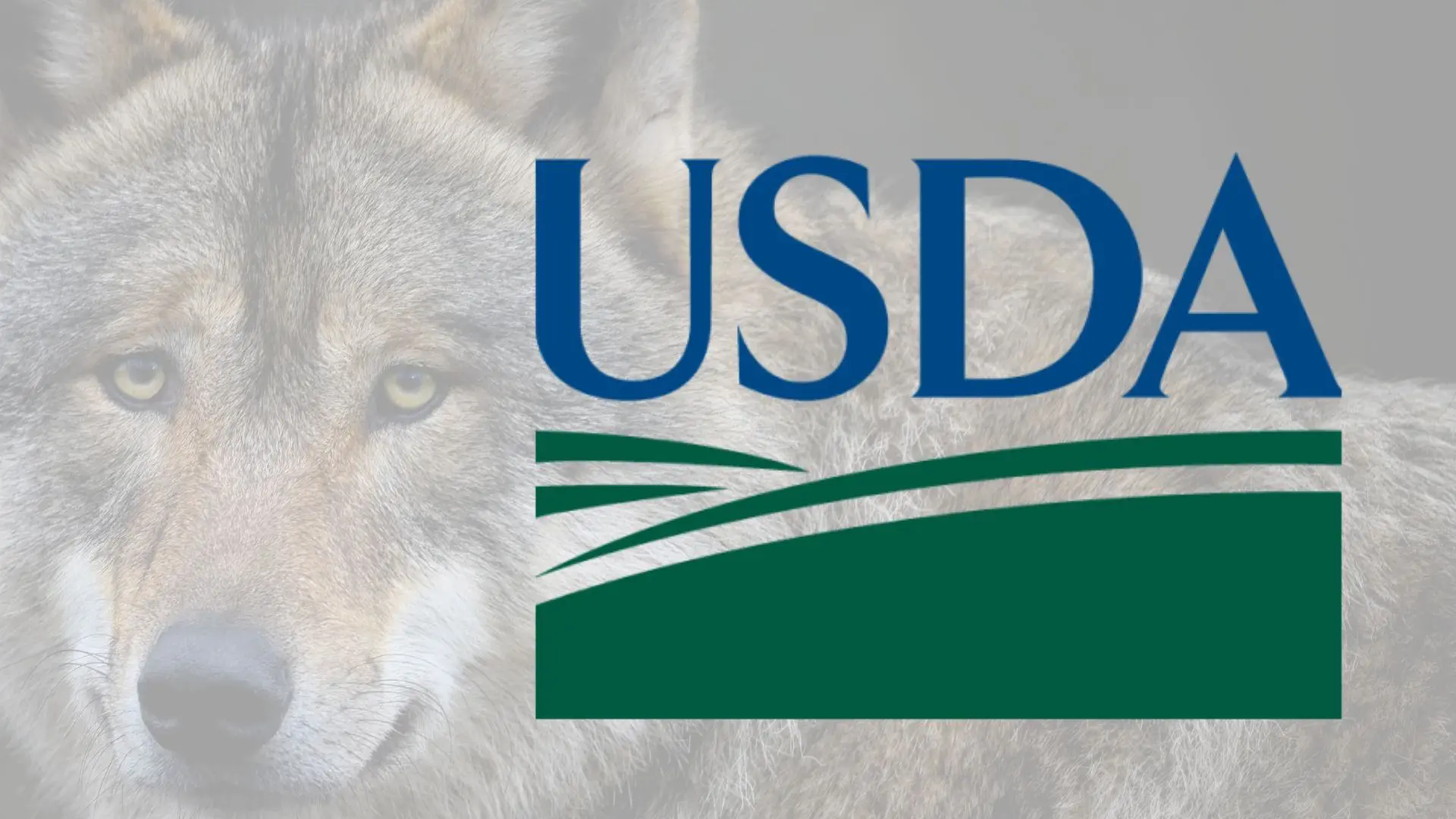 States asked to review their current wolf management rules