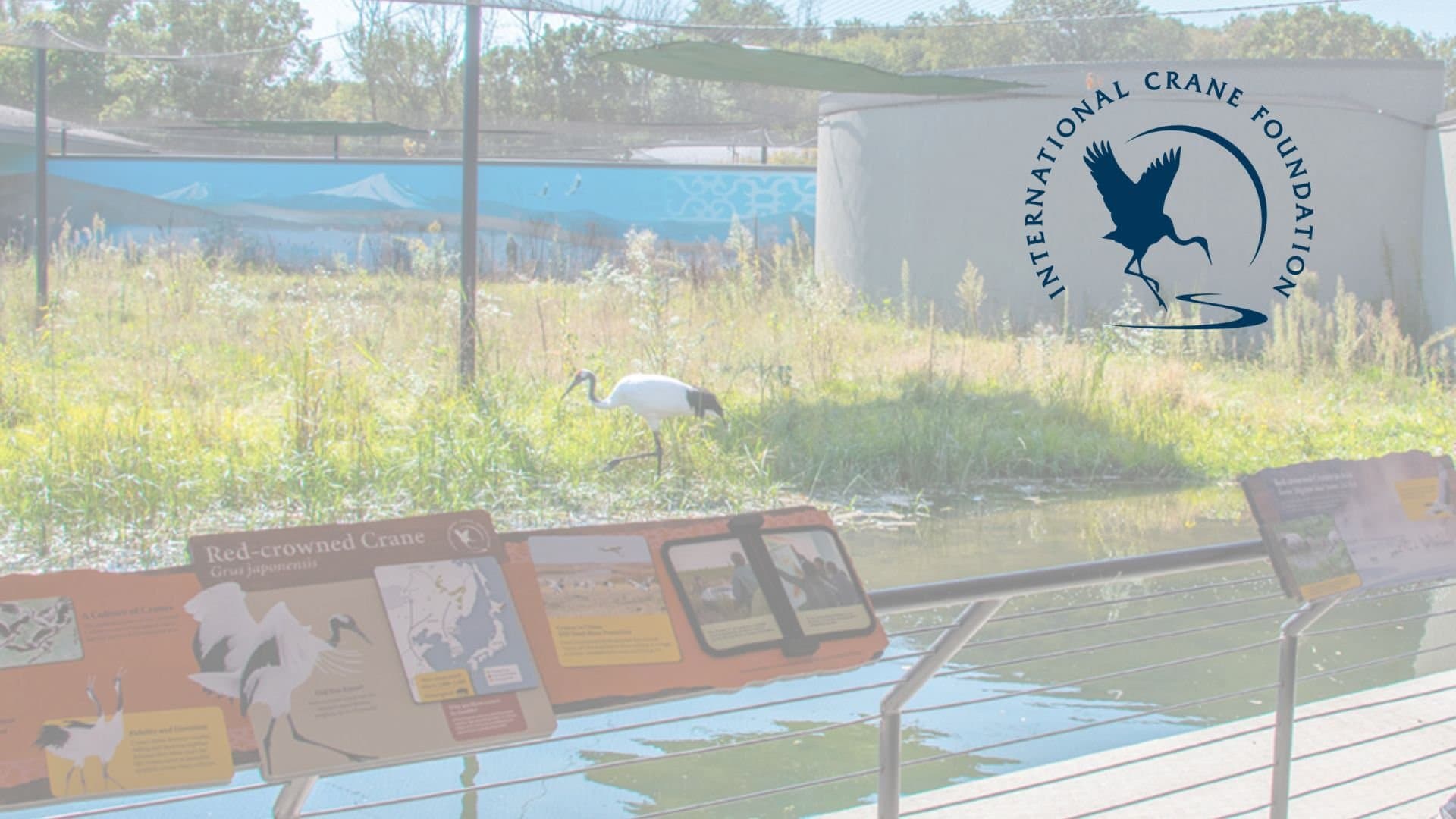 "State of the World’s Cranes" webinar to be held Wednesday