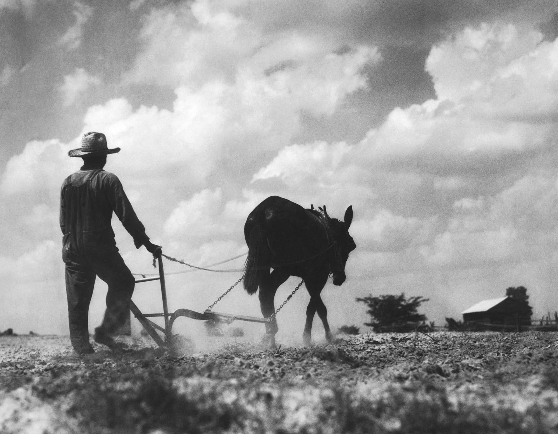 Of Mules and Men: Black Women