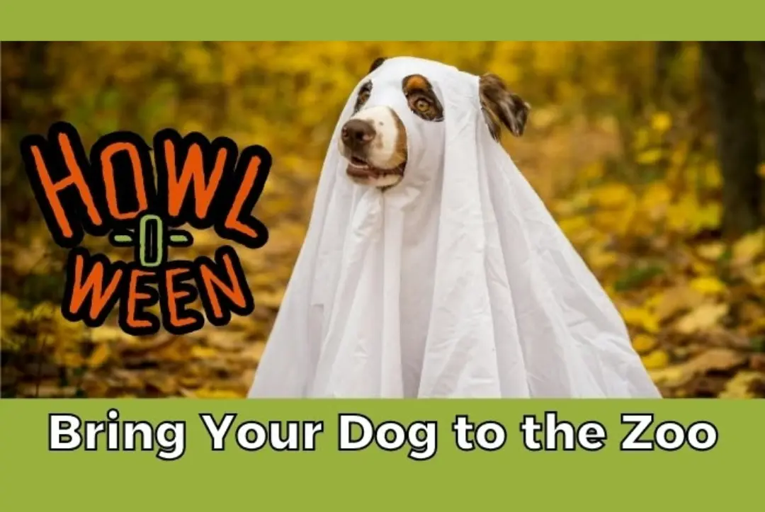 Bring Your Dog to the Zoo: Howl-o-Ween Edition