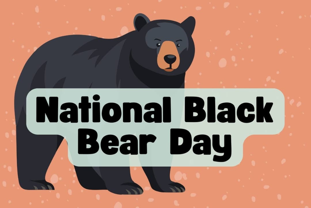 National Black Bear Day