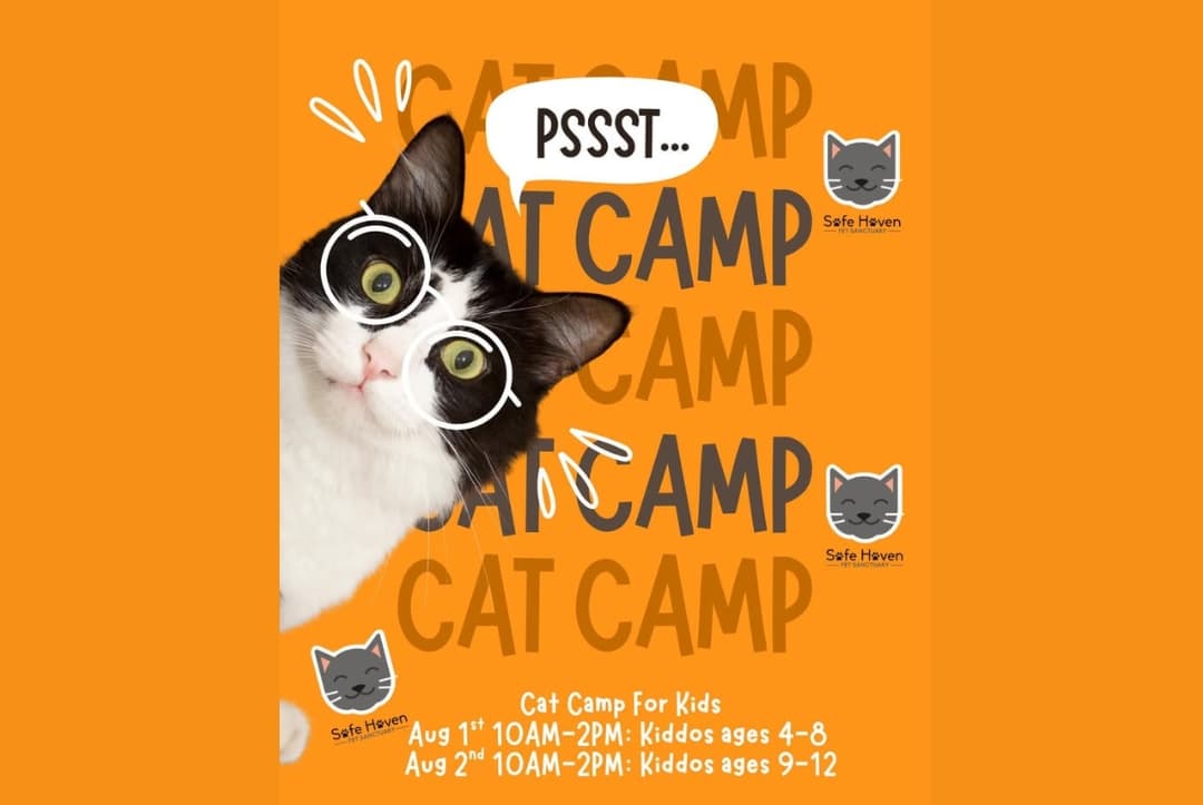 Cat Camp 2026