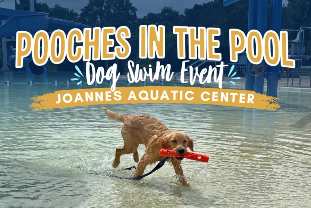 Pooches in the Pool