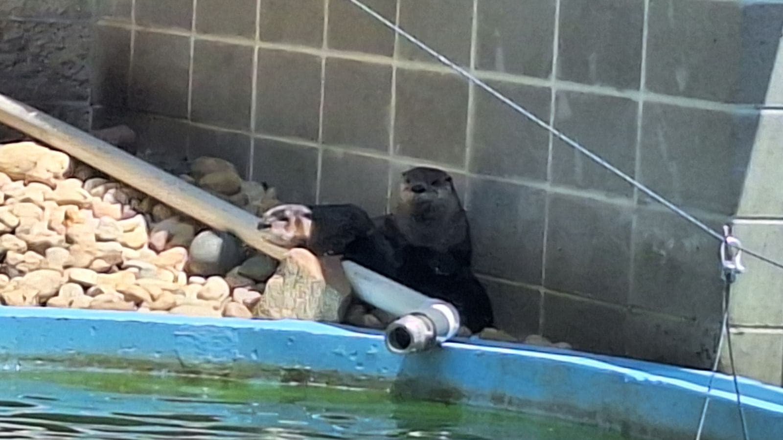 A new otter exhibit is at the Wisconsin Rapids Municipal Zoo