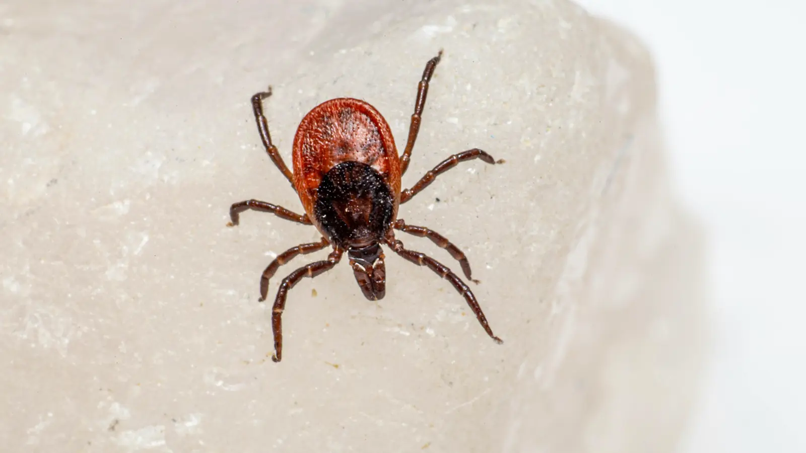 Experts warn residents of ticks that cause red meat allergy